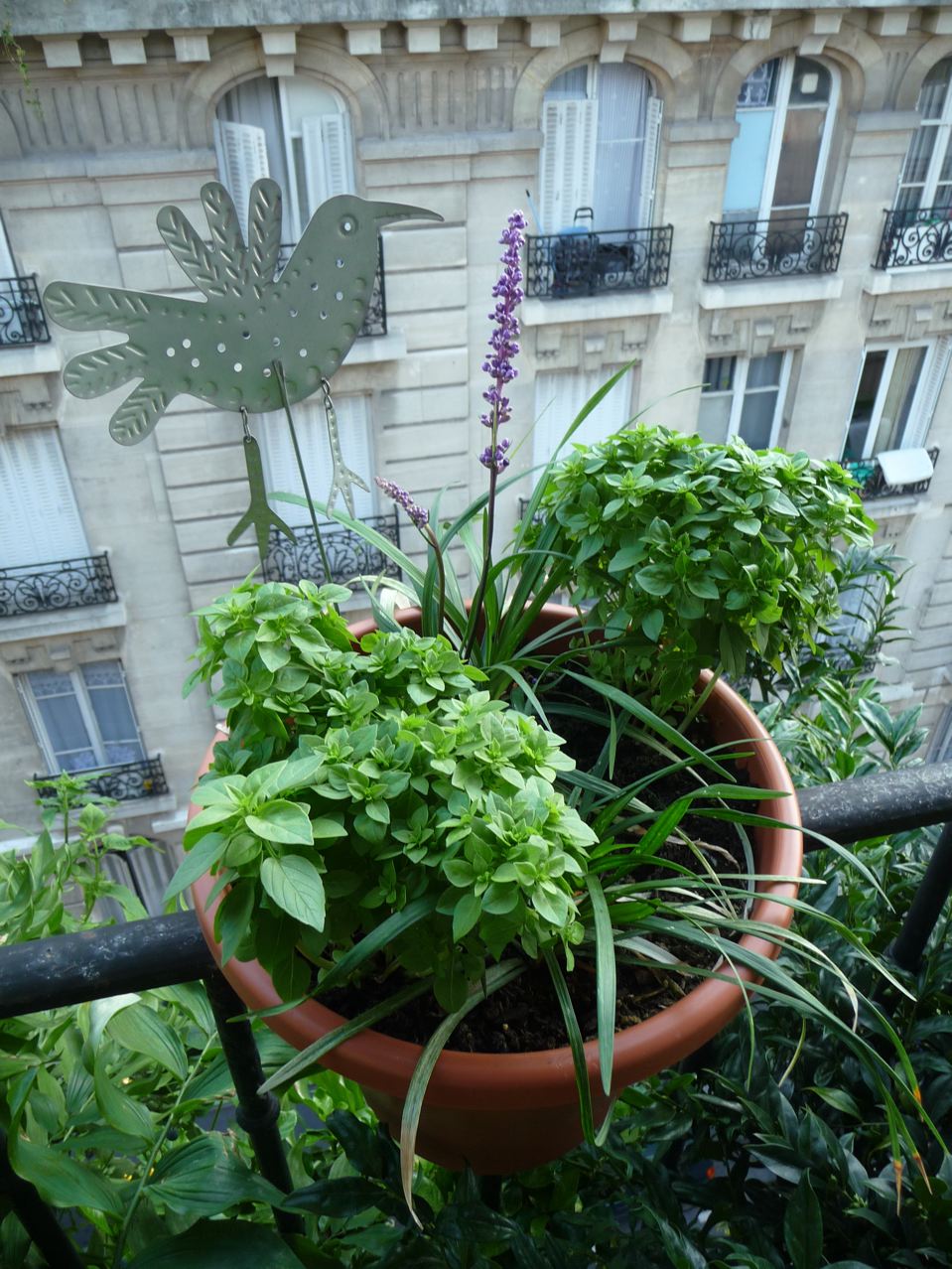 basilic-sur-le-balcon